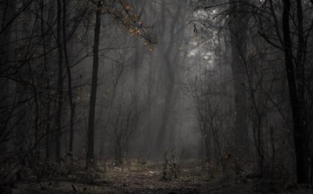 Perangkap Beruang Terlupakan, Aku Hampir Mati di Hutan Angker Sendirian