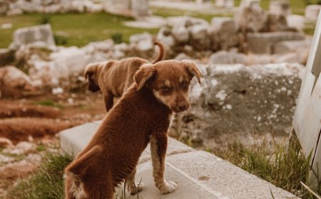Jelajahi Program Arkeologi Anak Muda Sertifikasi dan Karir Menjanjikan