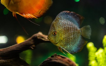 Bikin Hobi Baru Makin Seru! Panduan Aquaponik Mini di Apartemen Simpel