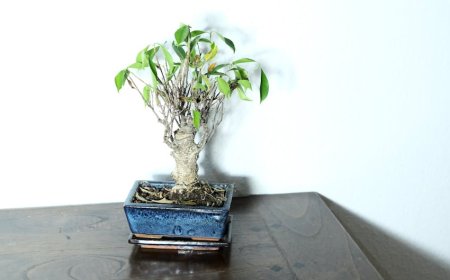 Bikin Ruangan Sempit Lebih Segar! Ini Rahasia Udara Bersih Tanpa Ribet