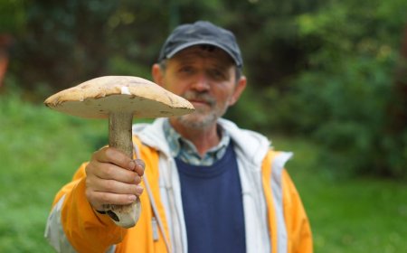 Mulai Hobi Food Foraging di Kota? Ini Tips Aman dan Praktisnya!