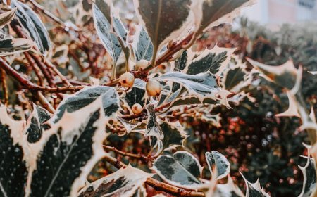 Tips Praktis Memanfaatkan NVIDIA Jetson untuk Edge AI Super Cepat