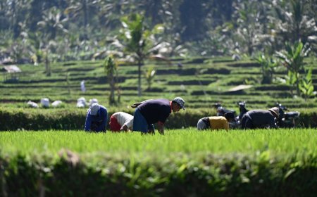 Memahami Anggaran Ketahanan Pangan Rp93 Triliun untuk Masa Depan Indonesia