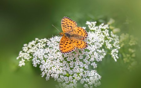 Panduan Aman Mengenali Tanaman Liar Edible di Kota untuk Pemula