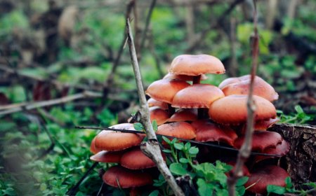 Tips Praktis Fotografi Makro untuk Tanaman Liar Edible di Rumah
