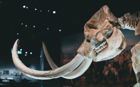 Mengungkap Strategi Digitalisasi Manuskrip Kuno di Museum Indonesia