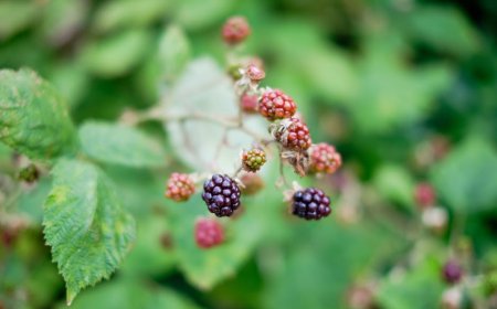 7 Tips Konsumsi Tanaman Liar Edible untuk Gaya Hidup Sehat di Jakarta