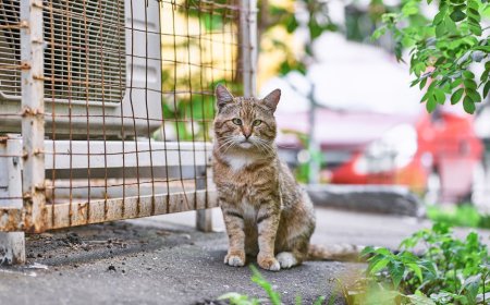 Tips Aman Mengumpulkan Tanaman Liar di Kota Bebas Logam Berat