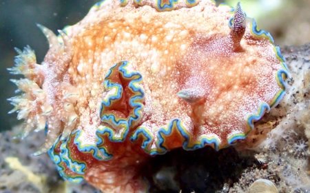 Snorkeling Bali Anti-Mainstream Sewa Alat dan Dukung Konservasi