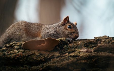 Tips Aman Mengenali Jamur Liar Edible di Jakarta
