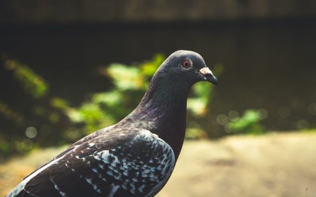 Panduan Urban Foraging Seru di Kota Tips Praktis dan Edukatif
