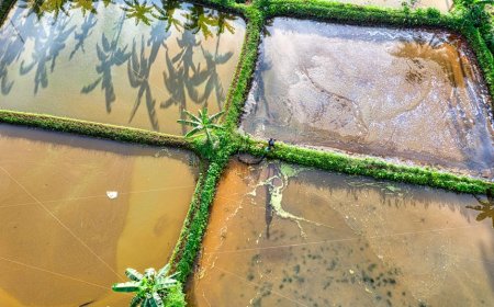 Fakta Dampak Banjir Sumatera dan Rencana Cetak Sawah Baru