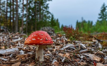 Tips Mudah Membedakan Jamur Beracun dan Edible di Kota