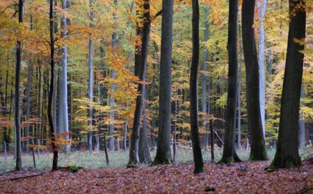 Tips Mudah Mengenali Jamur Liar Edible di Taman Kota Jakarta