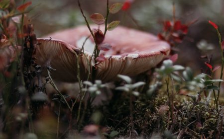 Cara Simpan dan Awetkan Tanaman Liar Edible Hasil Foraging
