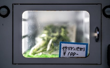 Membongkar Dampak Yen Melemah dan Kebijakan Suku Bunga BOJ