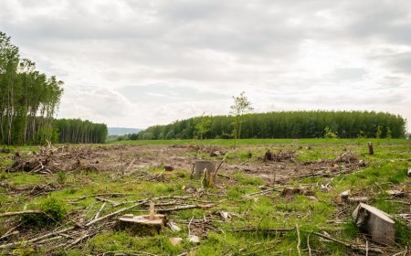 Indonesia’s Scientific Discoveries Shaping Nature and Ancient History