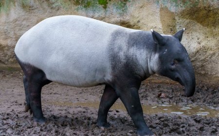 Indonesia and India Join Forces to Protect Sumatran Elephants