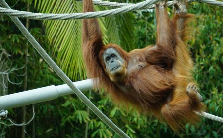 Indonesia Rescues Smuggled Sumatran Orangutans in Conservation Triumph