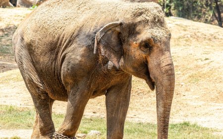 Indonesia and India Boost Elephant Conservation in Sumatra