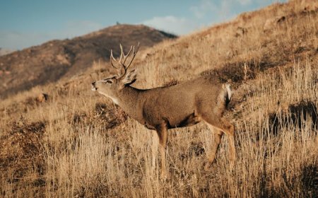 Penyakit Rusa Zombie Menyebar di Amerika Utara, Bisakah Menular ke Manusia?