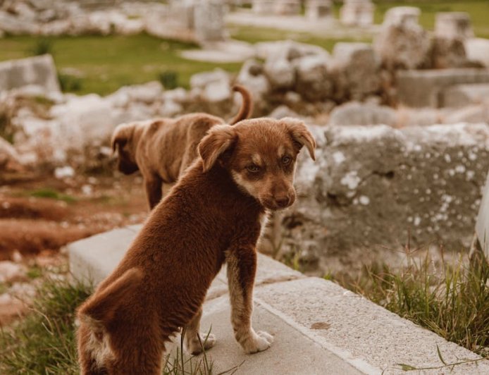 Jelajahi Program Arkeologi Anak Muda Sertifikasi dan Karir Menjanjikan