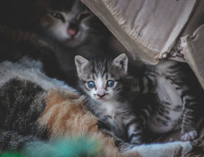 Rekomendasi Penginapan Hidden Gem Ramah Anak dan Lansia di Yogyakarta