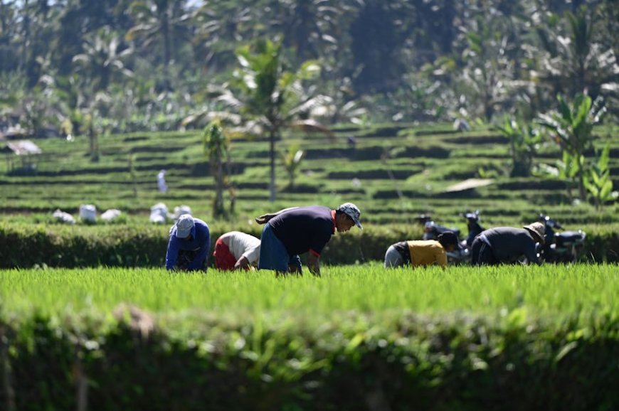 Memahami Anggaran Ketahanan Pangan Rp93 Triliun untuk Masa Depan Indonesia