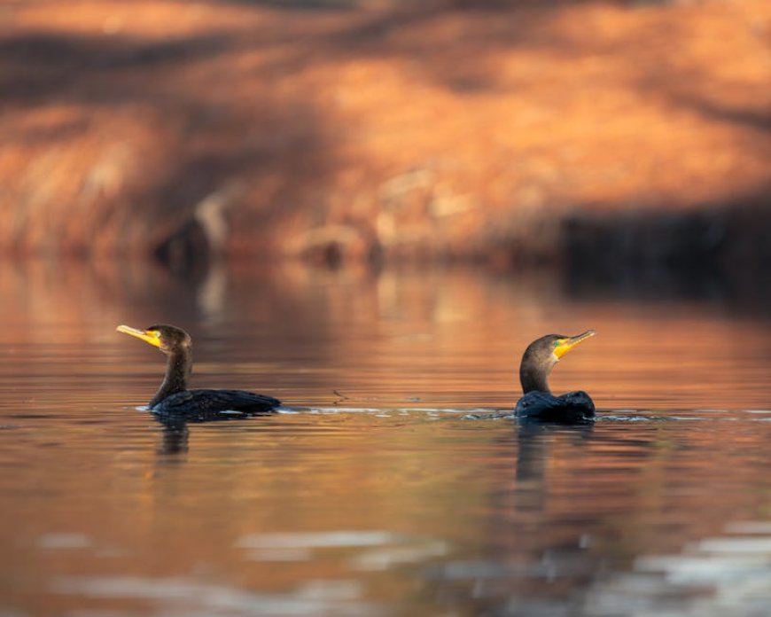 Teknik Paddle Board untuk Pemula Aman dan Sehat Berolahraga Air