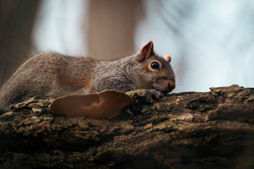 Tips Aman Mengenali Jamur Liar Edible di Jakarta