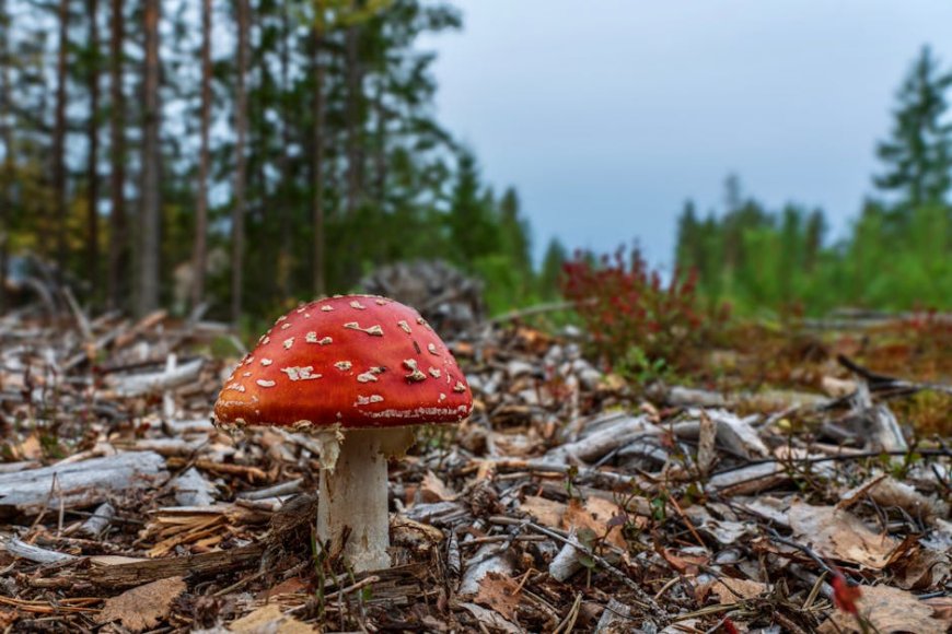 Tips Mudah Membedakan Jamur Beracun dan Edible di Kota