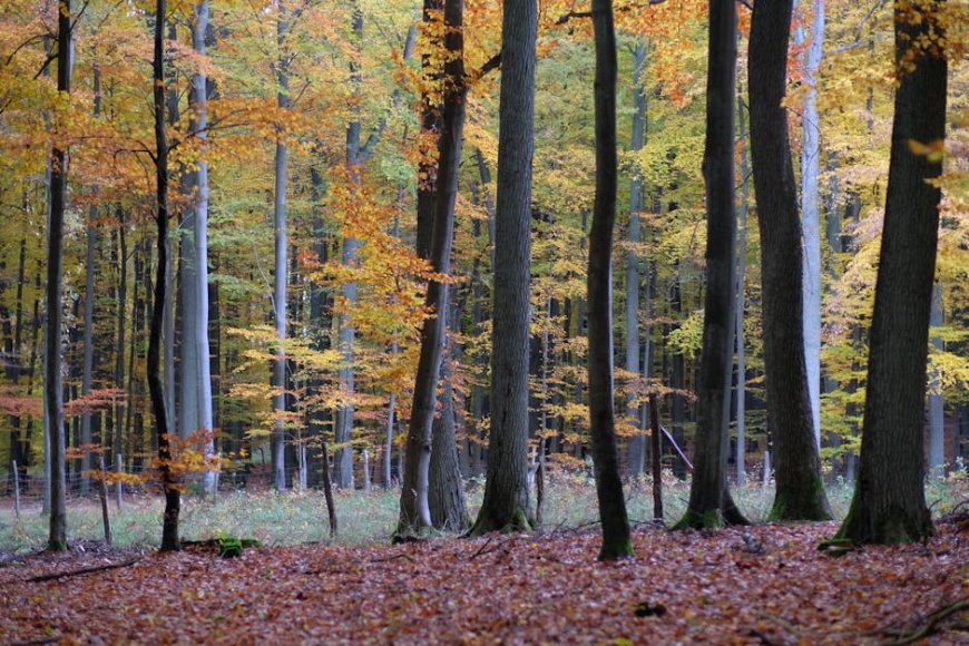 Tips Mudah Mengenali Jamur Liar Edible di Taman Kota Jakarta