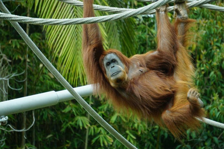 Indonesia Rescues Smuggled Sumatran Orangutans in Conservation Triumph