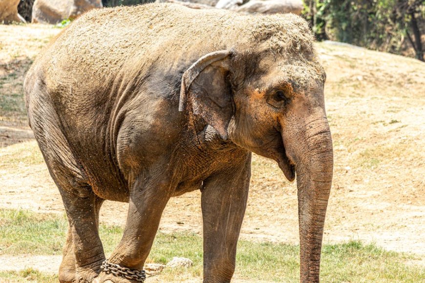 Indonesia and India Boost Elephant Conservation in Sumatra
