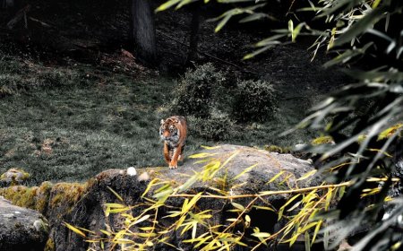Sumatran Tigers Signal Bukit Tigapuluh’s Ecosystem Revival