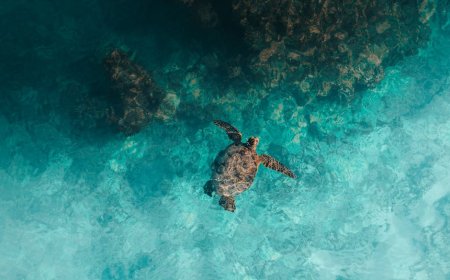 Indonesia’s Marine Biodiversity and Conservation Efforts in Labuan Bajo