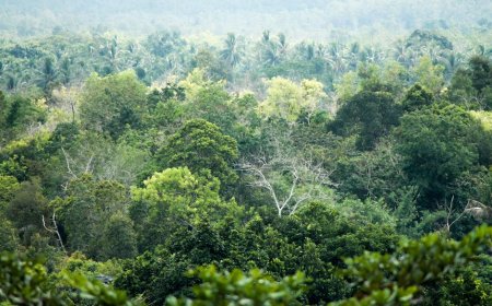 Indonesia’s Scientific Innovations Boost Biodiversity and Sustainable Energy