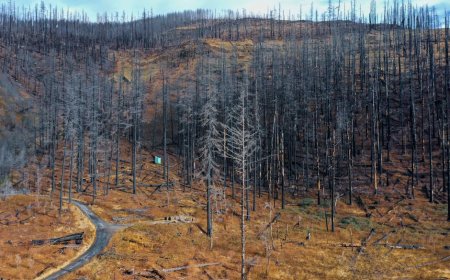Indonesia’s Natural Resilience and Biodiversity After Sumatra’s Disaster
