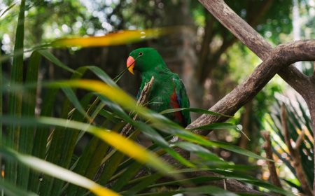 Indonesia’s Natural Wonders and Scientific Discoveries Inspire Global Awe