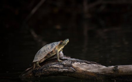 Protecting Indonesia's Native Reptiles From Wildlife Trafficking