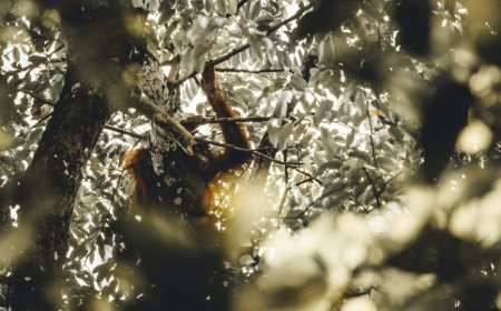 Indonesia’s Natural Resilience: Disaster Mitigation and Biodiversity Protection