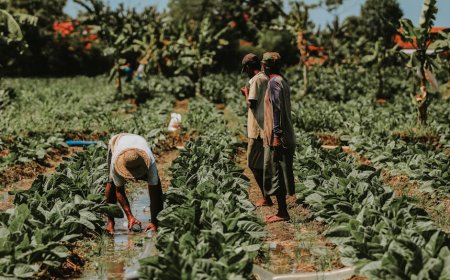 Indonesian Innovator Empowers Communities Through Renewable Energy Solutions