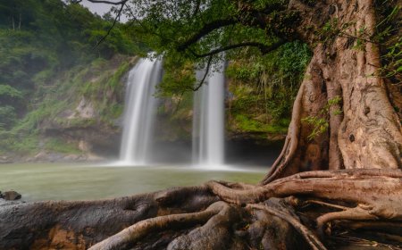 Unsung Indonesian Hero Protecting Rainforests from Illegal Palm Oil