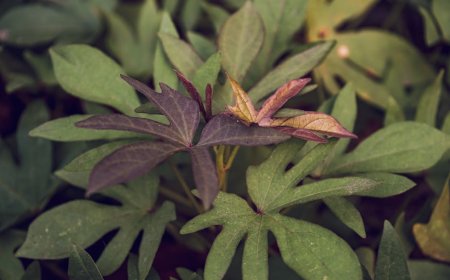 Bongkar Mitos Khasiat Telo Ungu untuk Tidur Malam Lebih Nyenyak