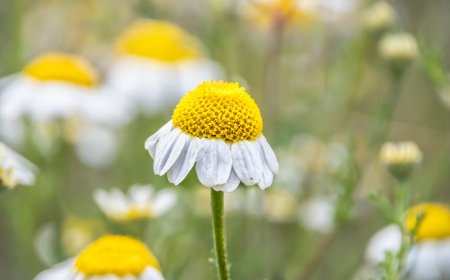 Sido Muncul Considers Stake Sale Amid Evolving Indonesian Market