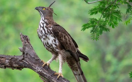 Javan Hawk-Eagle Threatened as Indonesian Forests Disappear Rapidly