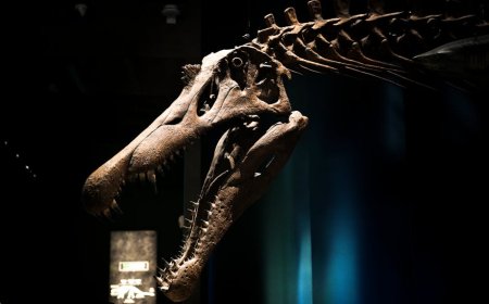 Java Man Fossils Inspire Awe at Indonesia’s National Museum