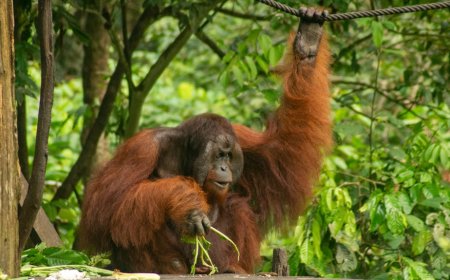 Exploring Indonesia’s Biodiversity and Conservation Success Stories