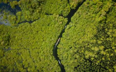 Indonesia's Natural Wonders and Conservation Achievements Revealed