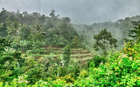 Indonesia’s Natural Wonders Biodiversity Conservation and Scientific Discoveries